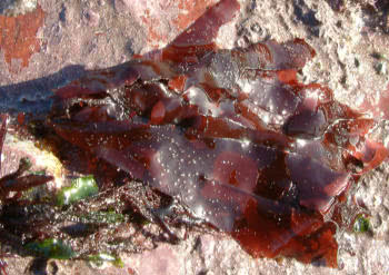 Dulse (Palmaria palmata)